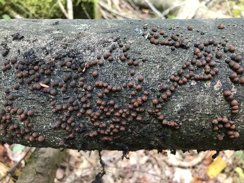 Image de Hypoxylon fragiforme (Pers.) J. Kickx fil. 1835