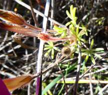 Sivun Oxalis engleriana Schlechter kuva