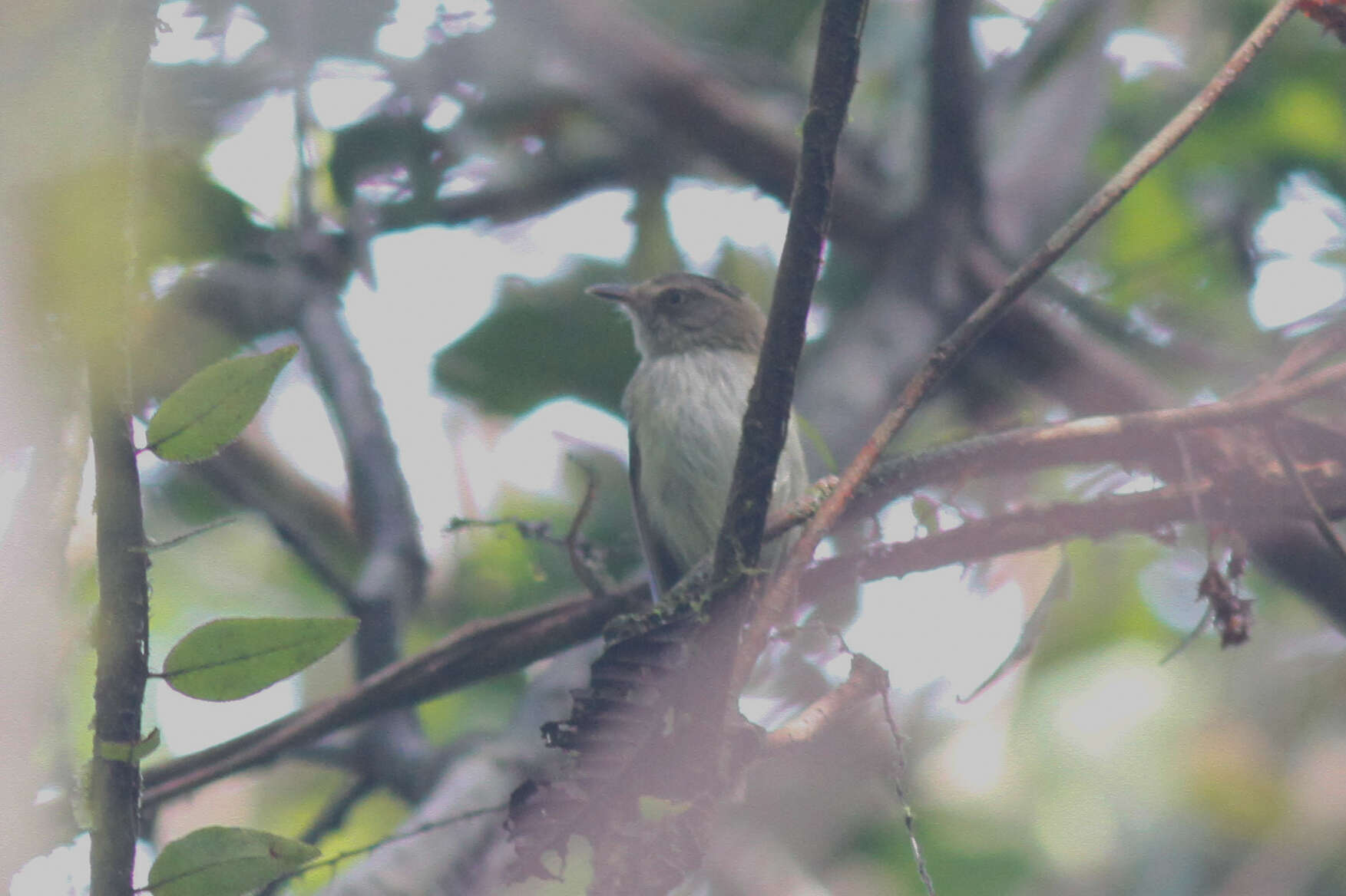 Image of Helmeted Pygmy Tyrant