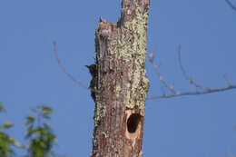 Colaptes auratus (Linnaeus 1758) resmi