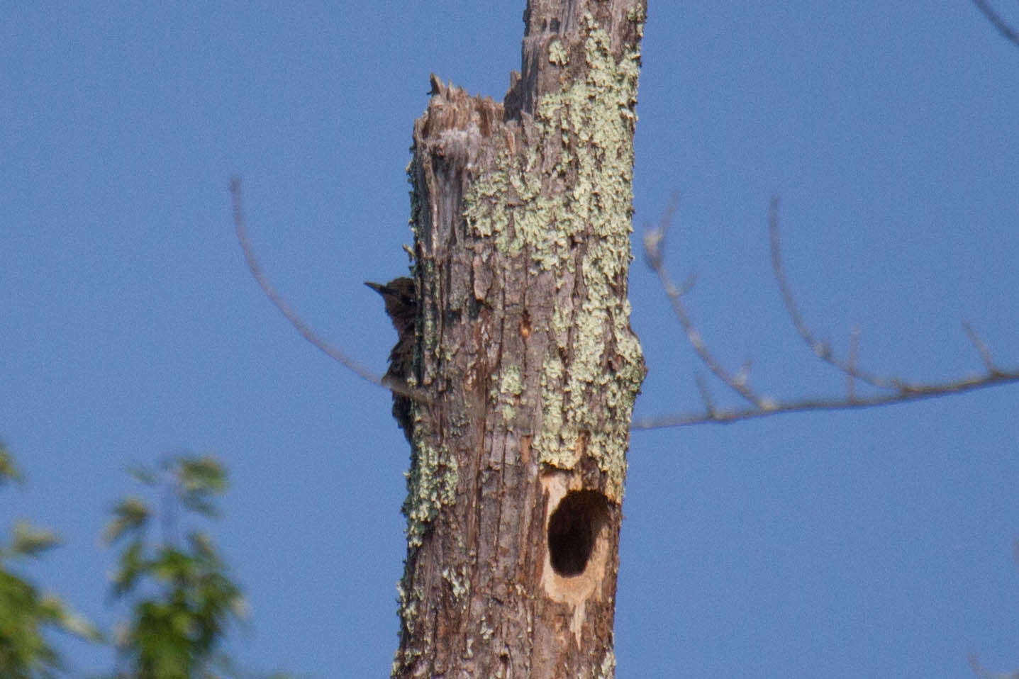 Colaptes auratus (Linnaeus 1758) resmi