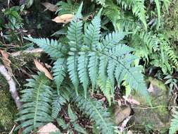 Слика од Athyrium arisanense (Hayata) Tag.