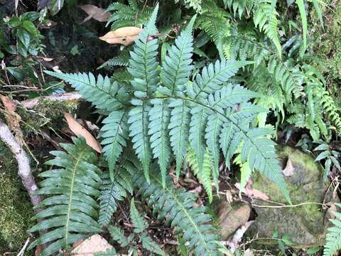 Plancia ëd Athyrium arisanense (Hayata) Tag.