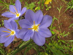 Calydorea crocoides Ravenna resmi