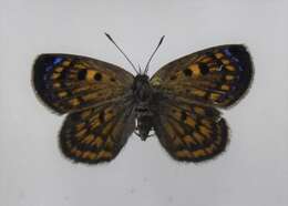 Image of Lycaena tama (Fereday 1878)