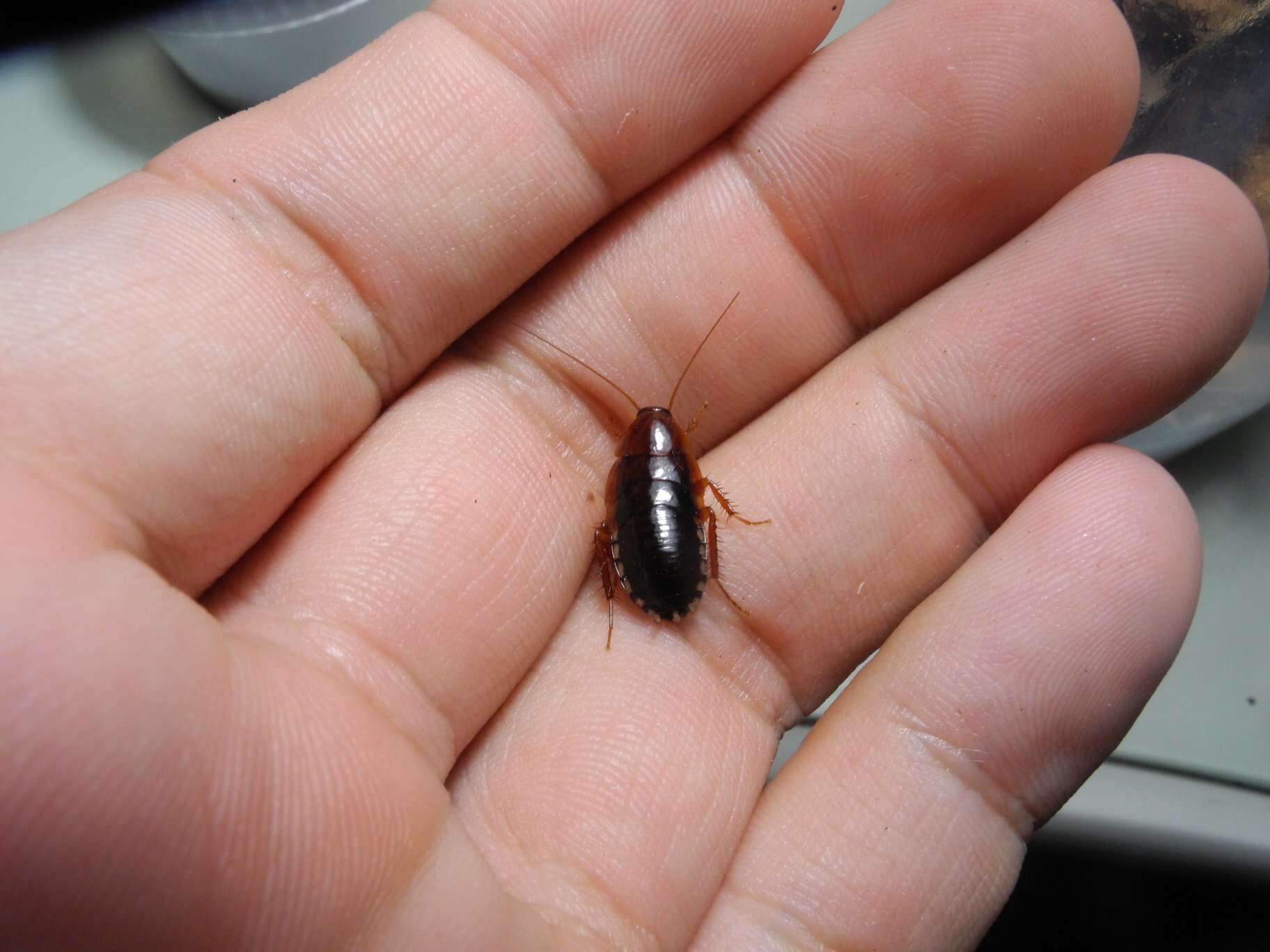 Image of Wood cockroach