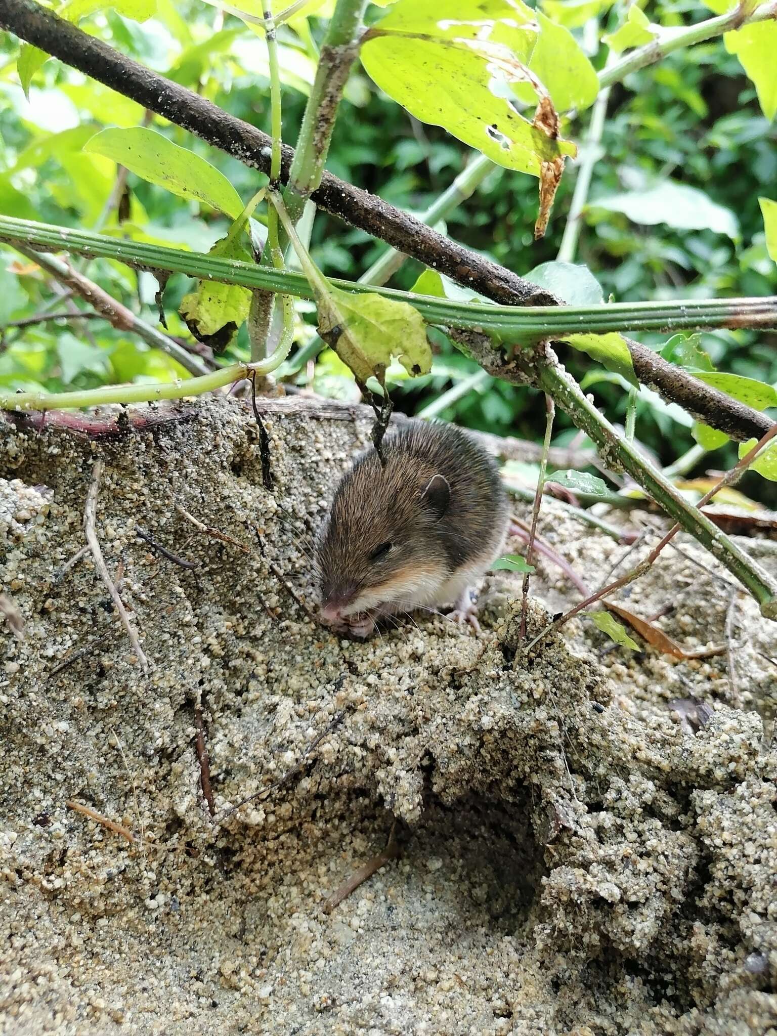 Слика од Heteromys pictus (Thomas 1893)