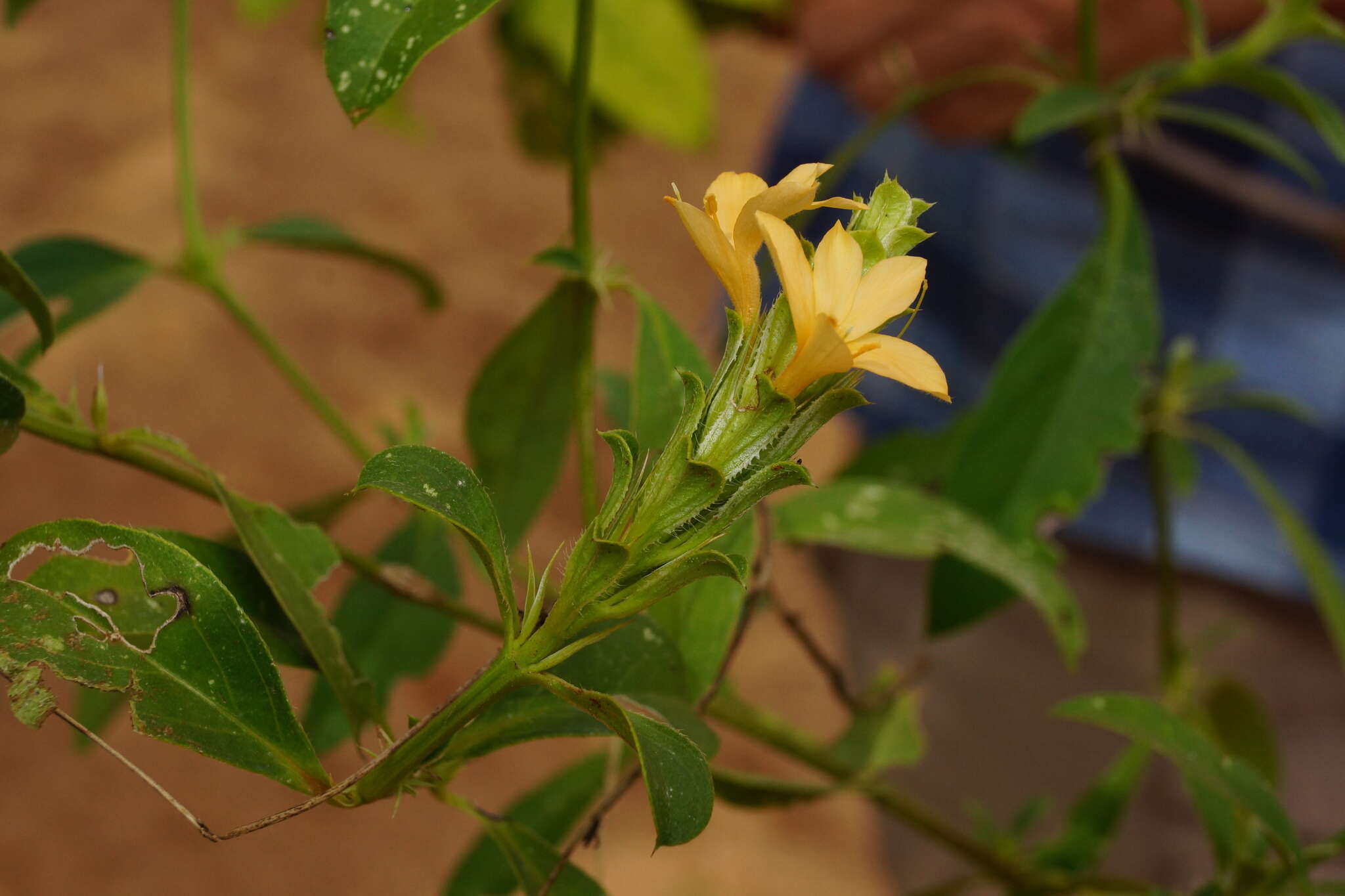 Image of Barleria senensis Klotzsch