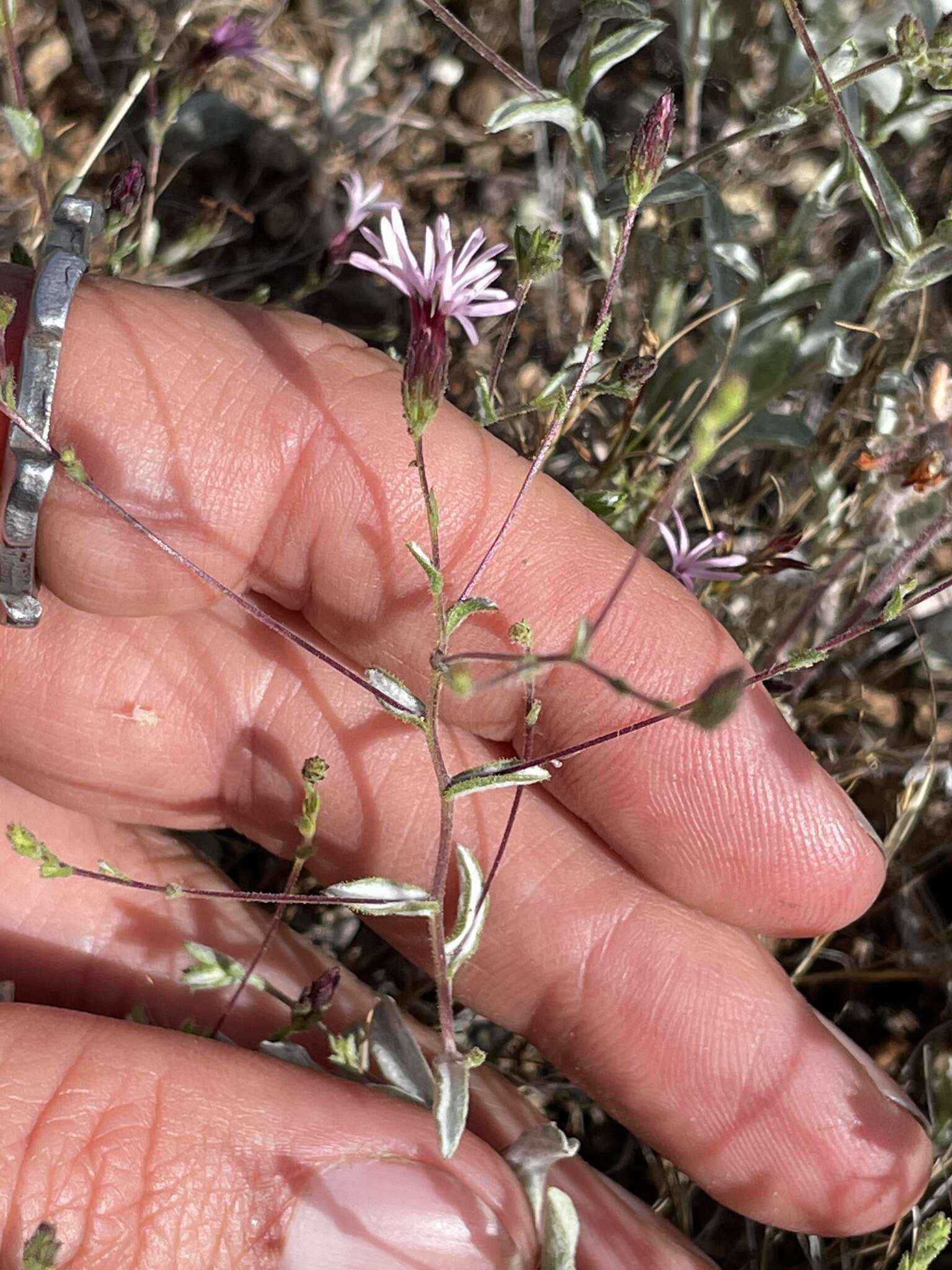 Plancia ëd Lessingia ramulosa A. Gray