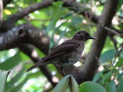 Imagem de Turdus olivaceofuscus Hartlaub 1852