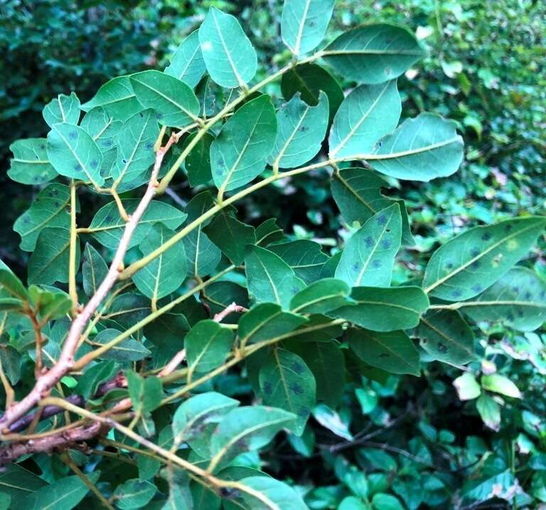 Plancia ëd Austrosteenisia blackii (F. Muell.) R. Geesink