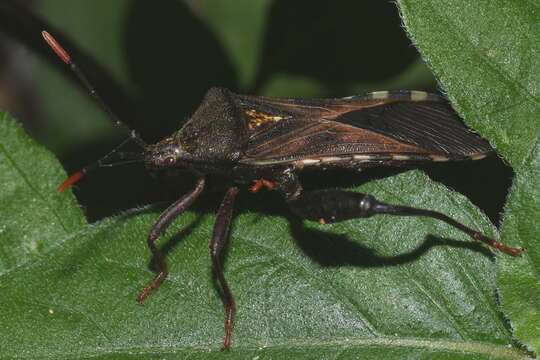 Image of Piezogaster basilicus Brailovsky & Barrera 1984