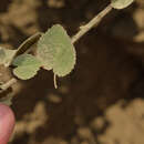 Imagem de Abutilon reflexum (Lamarck) Sweet