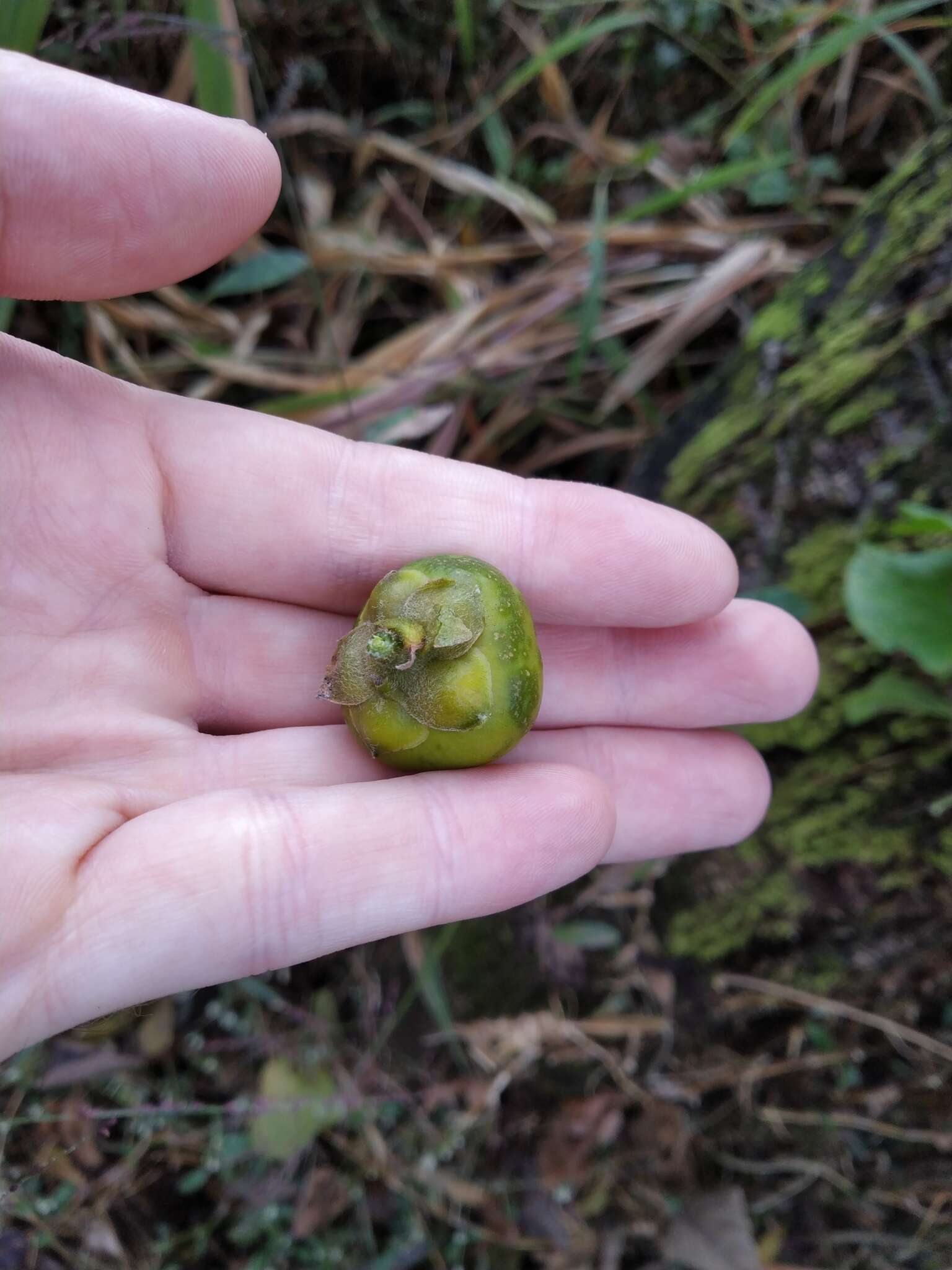 Argyreia roxburghii (Sw.) Choisy的圖片