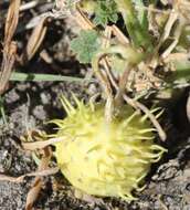 Image of South African Spiny Cucumber