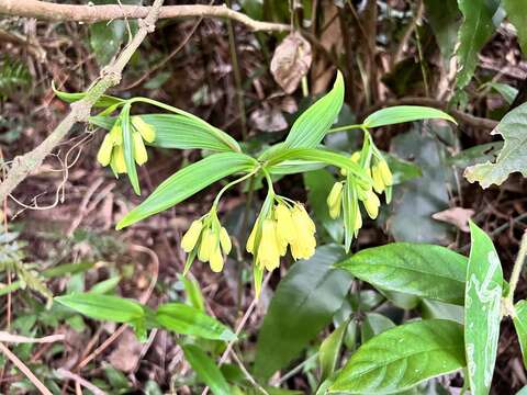 Image of Disporum shimadae Hayata