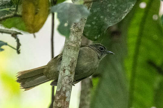 Arizelocichla masukuensis (Shelley 1897)的圖片