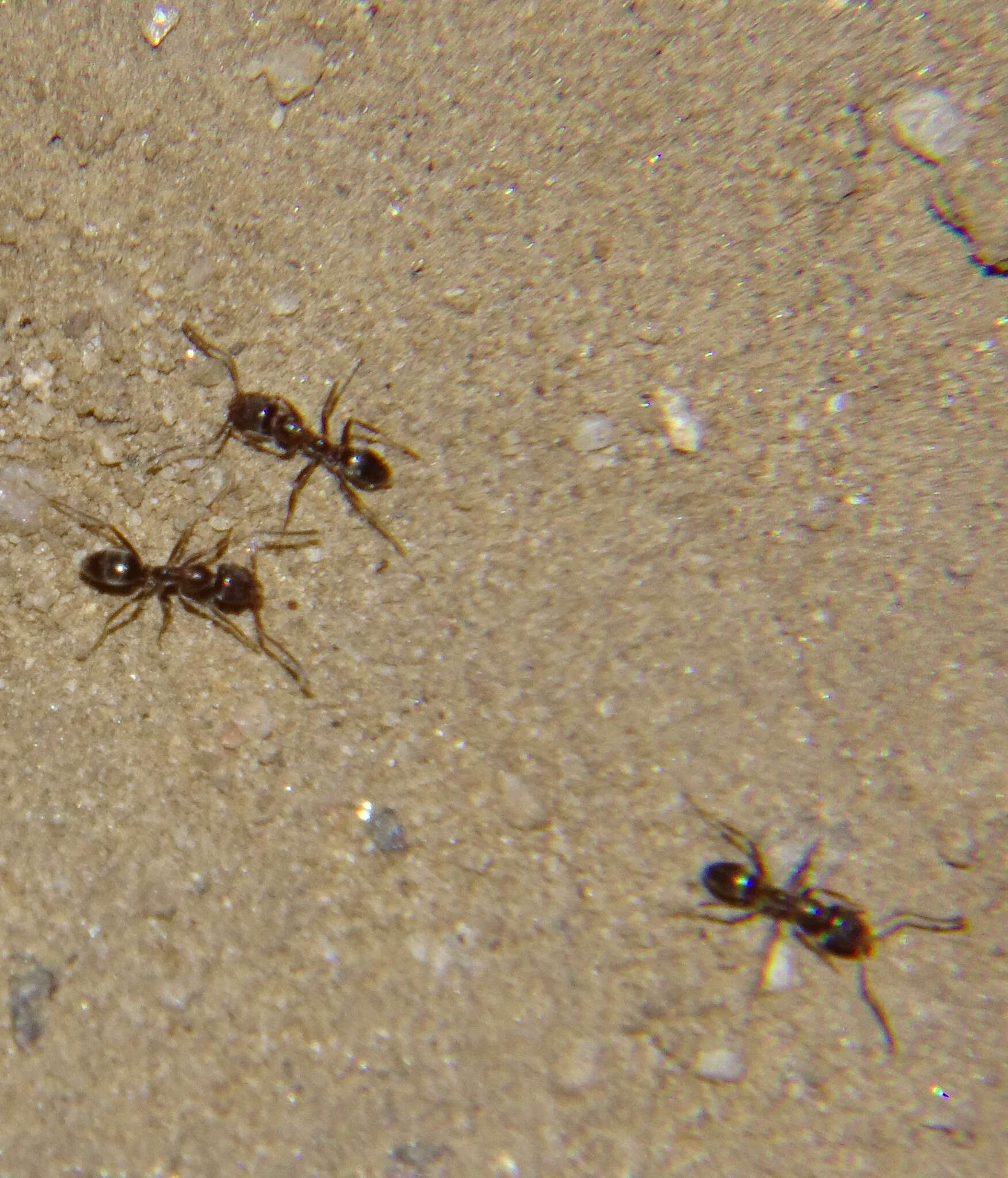 Image of Argentine Ant