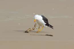 Image of Pacific Gull