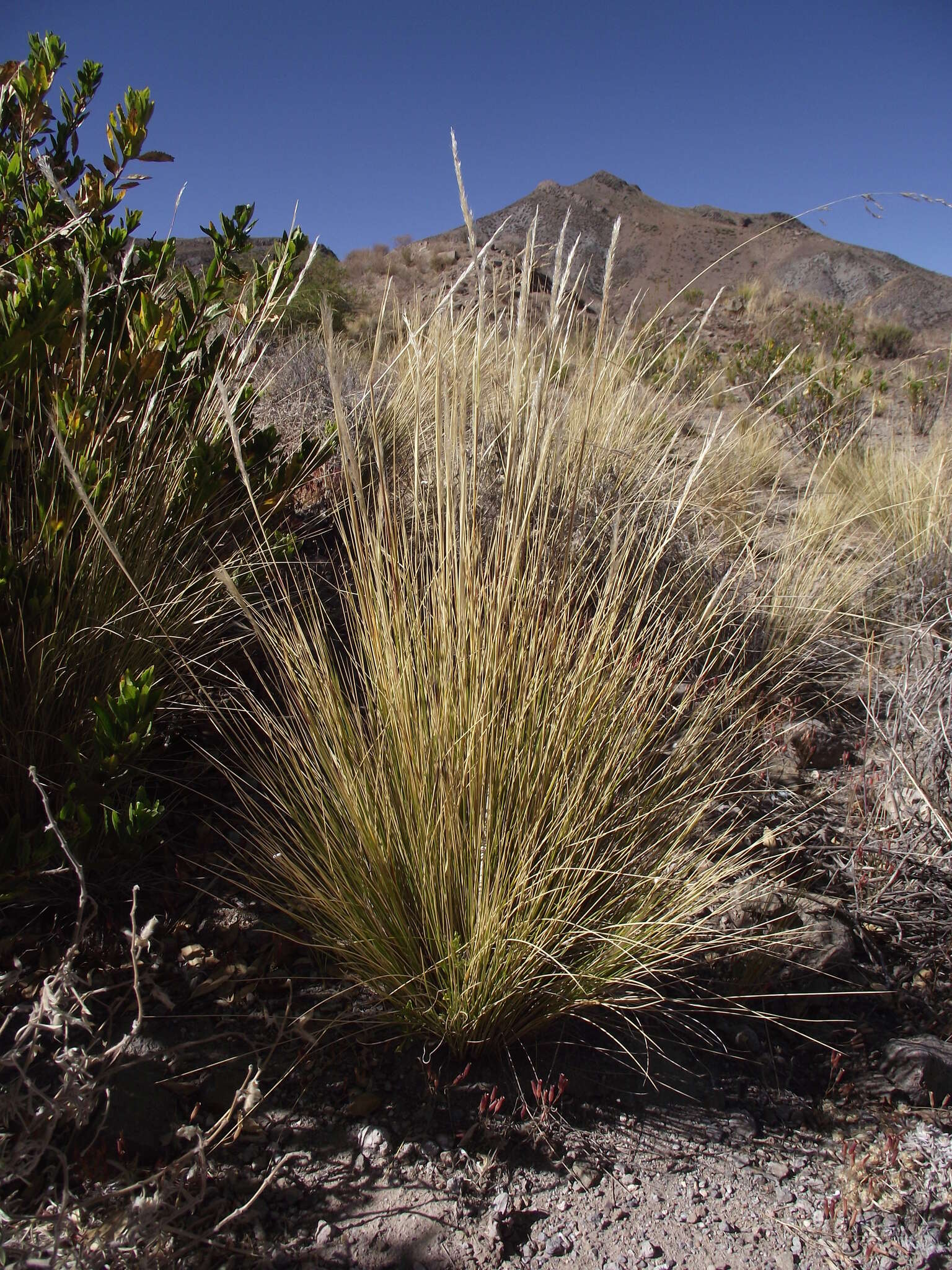 Plancia ëd Stipa leptostachya Griseb.