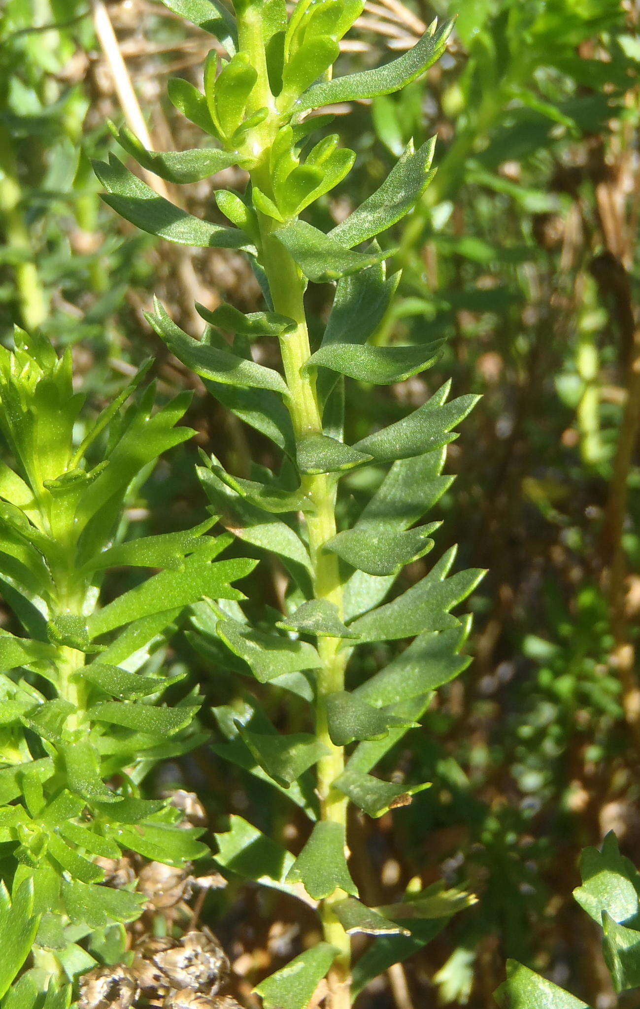 Image of Athanasia trifurcata (L.) L.