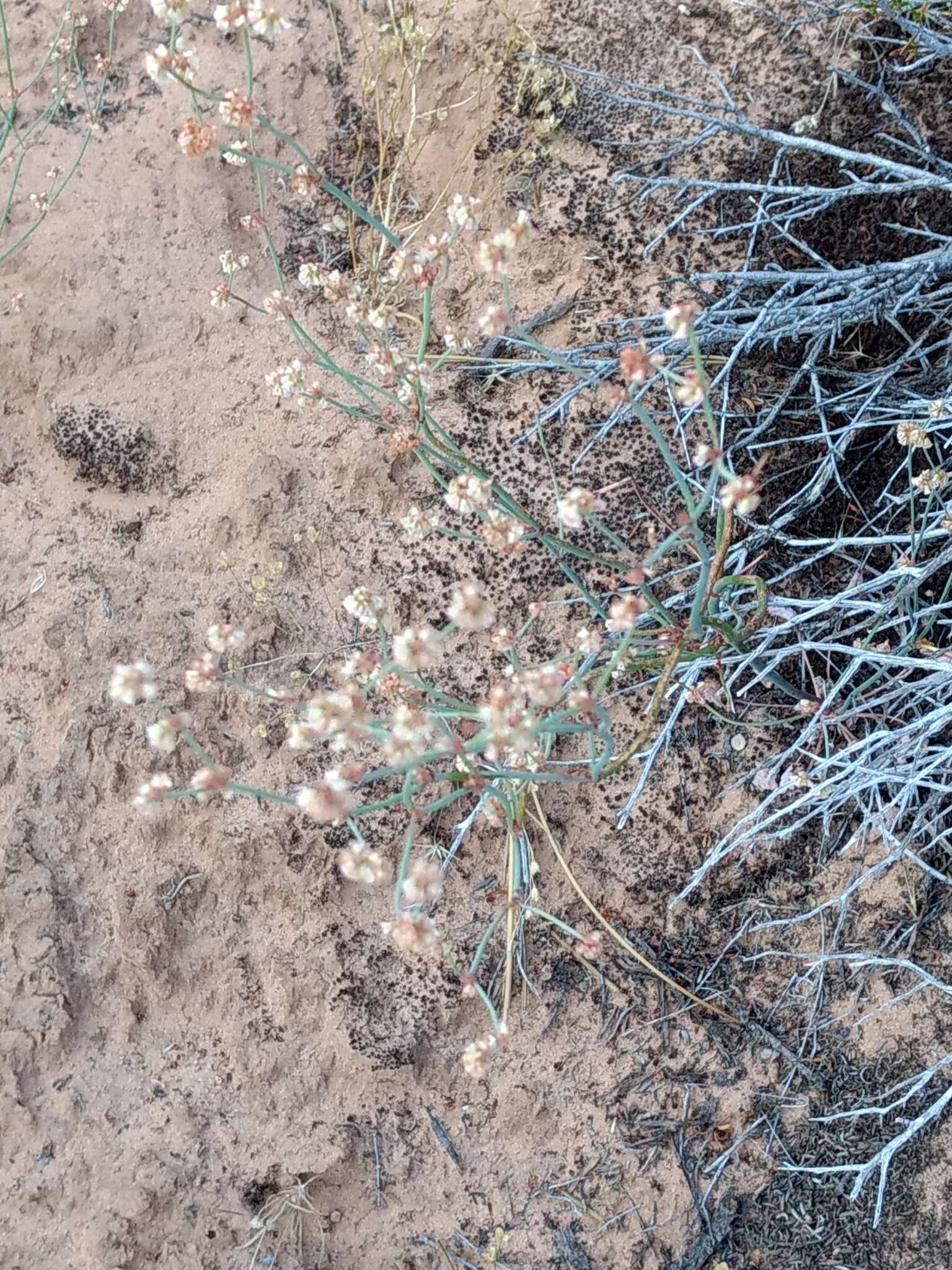 Image of Davidson's buckwheat