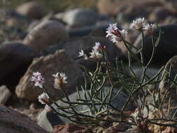 Image of Limonium hoeltzeri (Regel) Ikonn.-Gal.