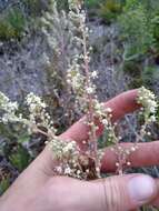 Image of Britton's beargrass