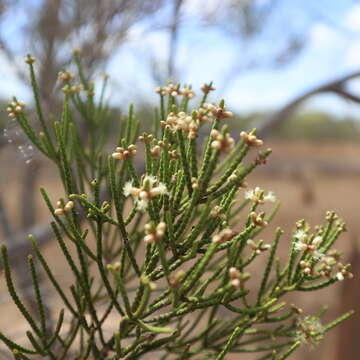 Image of Melaleuca foliolosa A. Cunn. ex Benth.