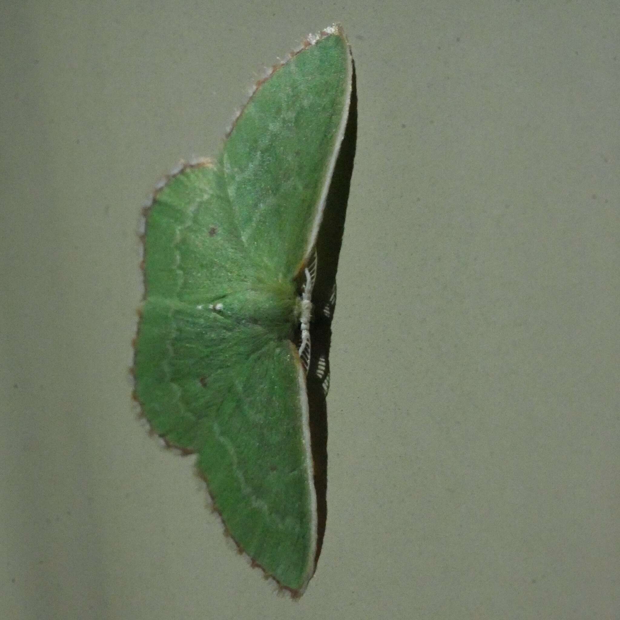 Image of Cenochlora quieta Lucas 1892