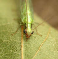 Image of Chrysoperla rufilabris (Burmeister 1839)