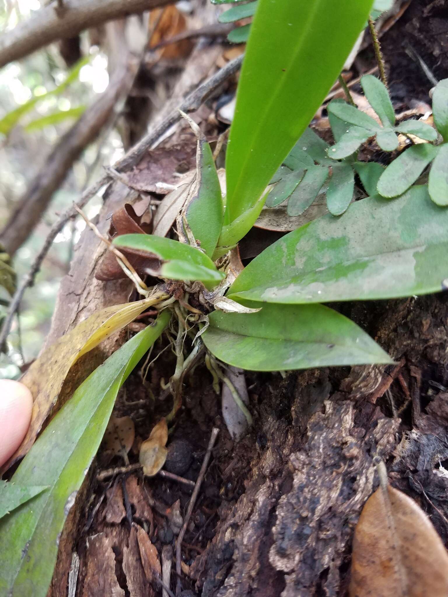 Image of spotted mule-ear orchid