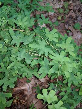 Image of American climbing fern