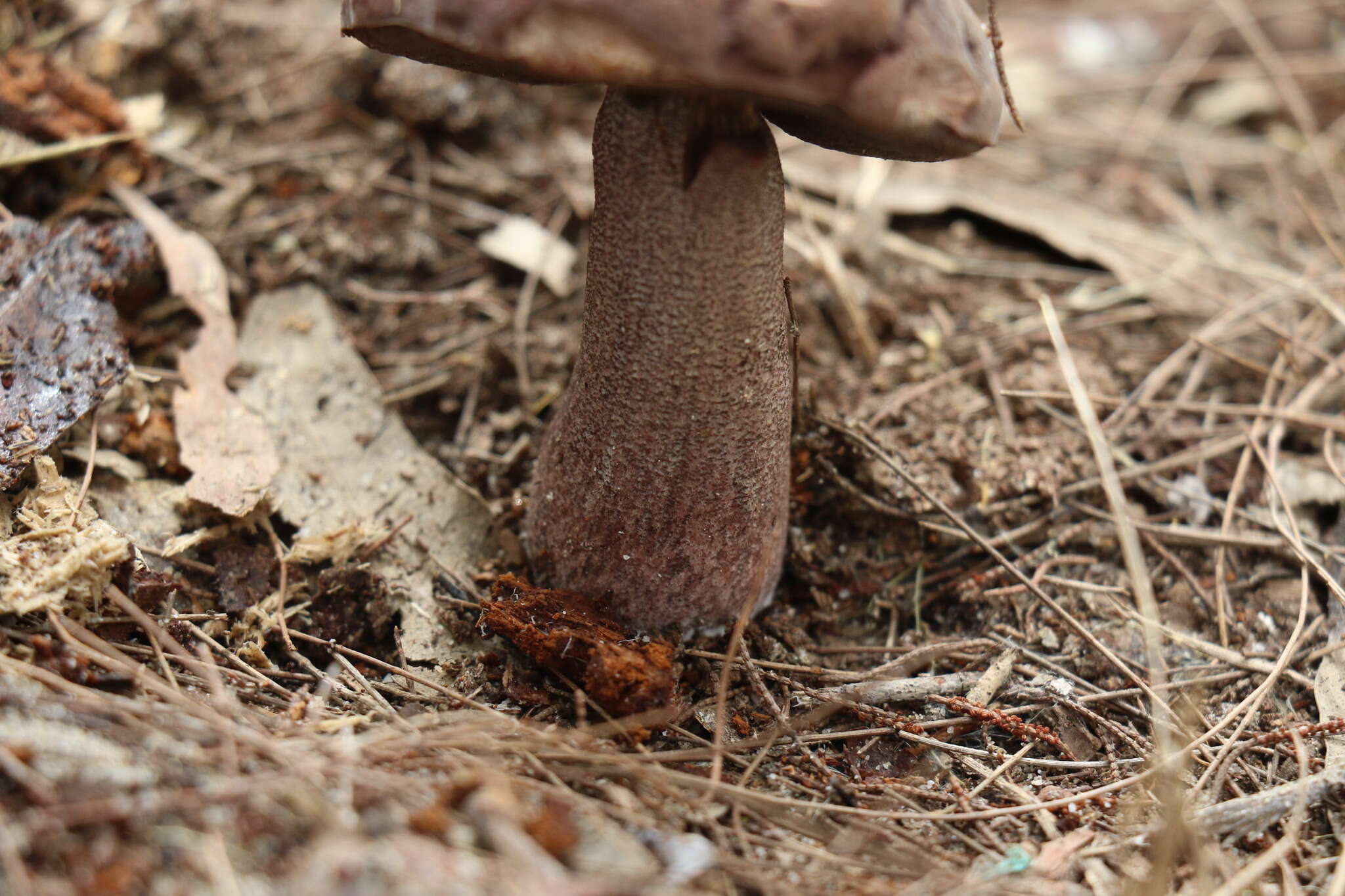 Image of Sutorius australiensis (Bougher & Thiers) Halling & N. A. Fechner 2012