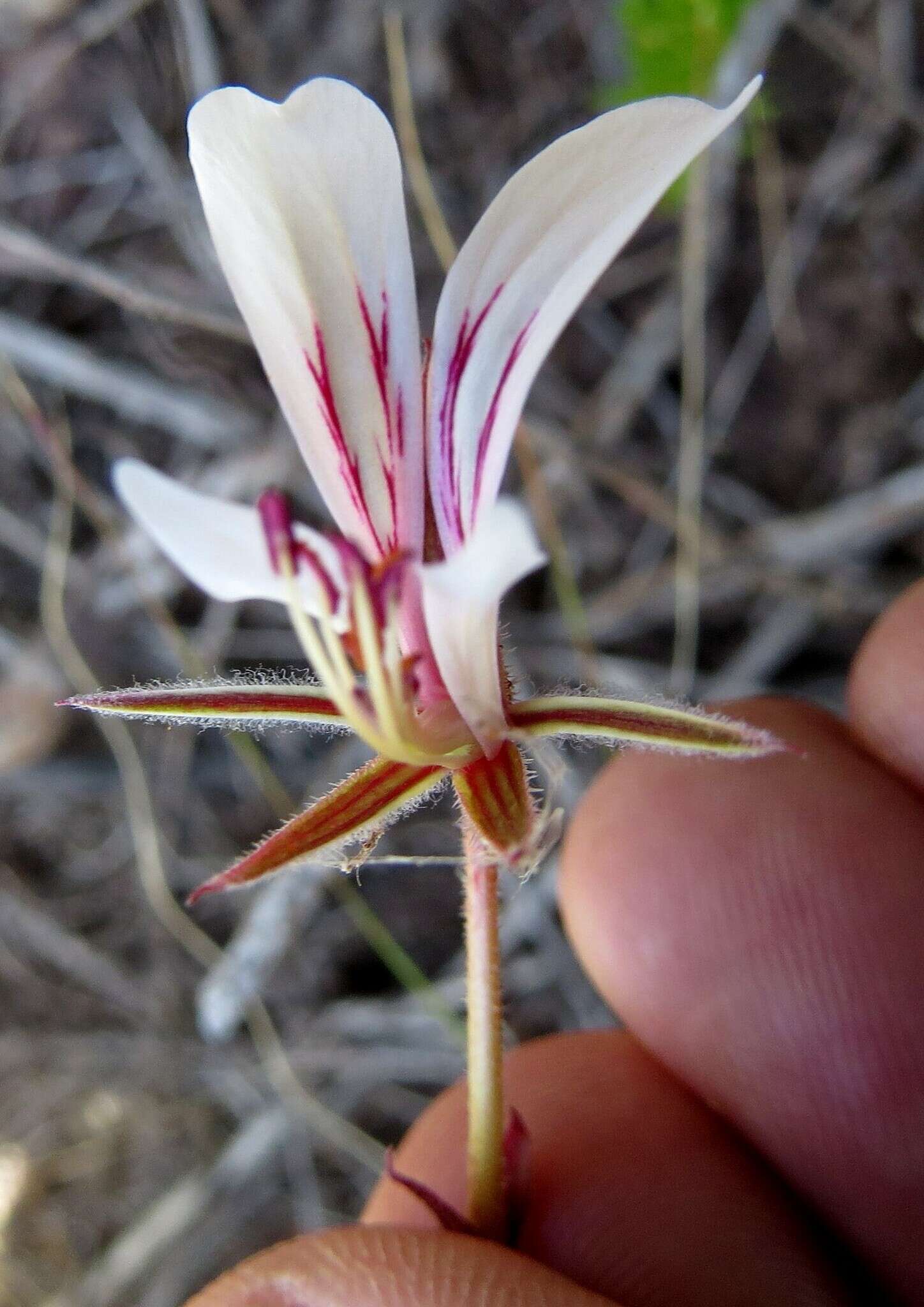 Image of Pelargonium caucalifolium Jacq.