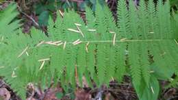 Image of Nevada marsh fern