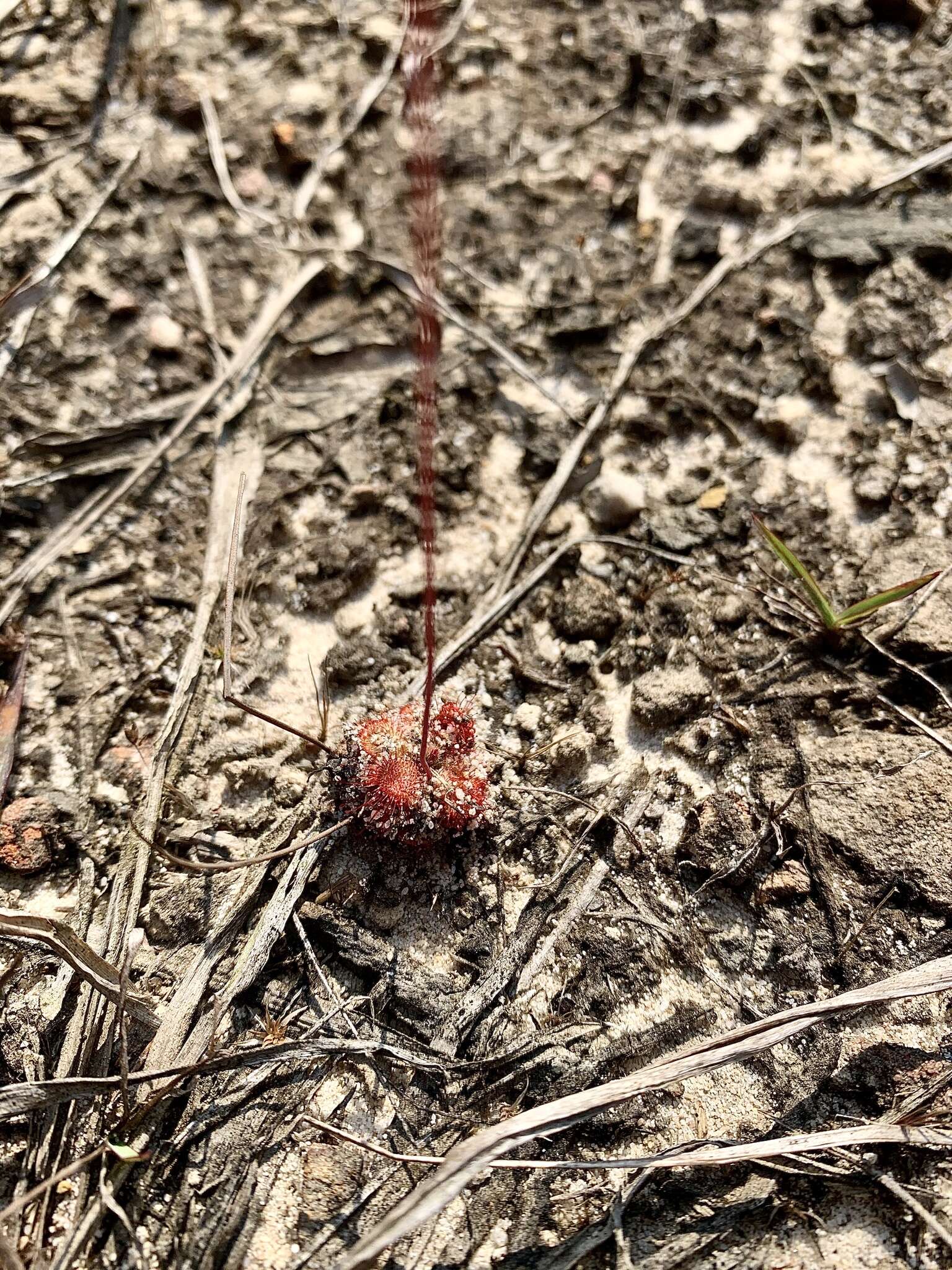 Image of <i>Drosera burmanni</i>