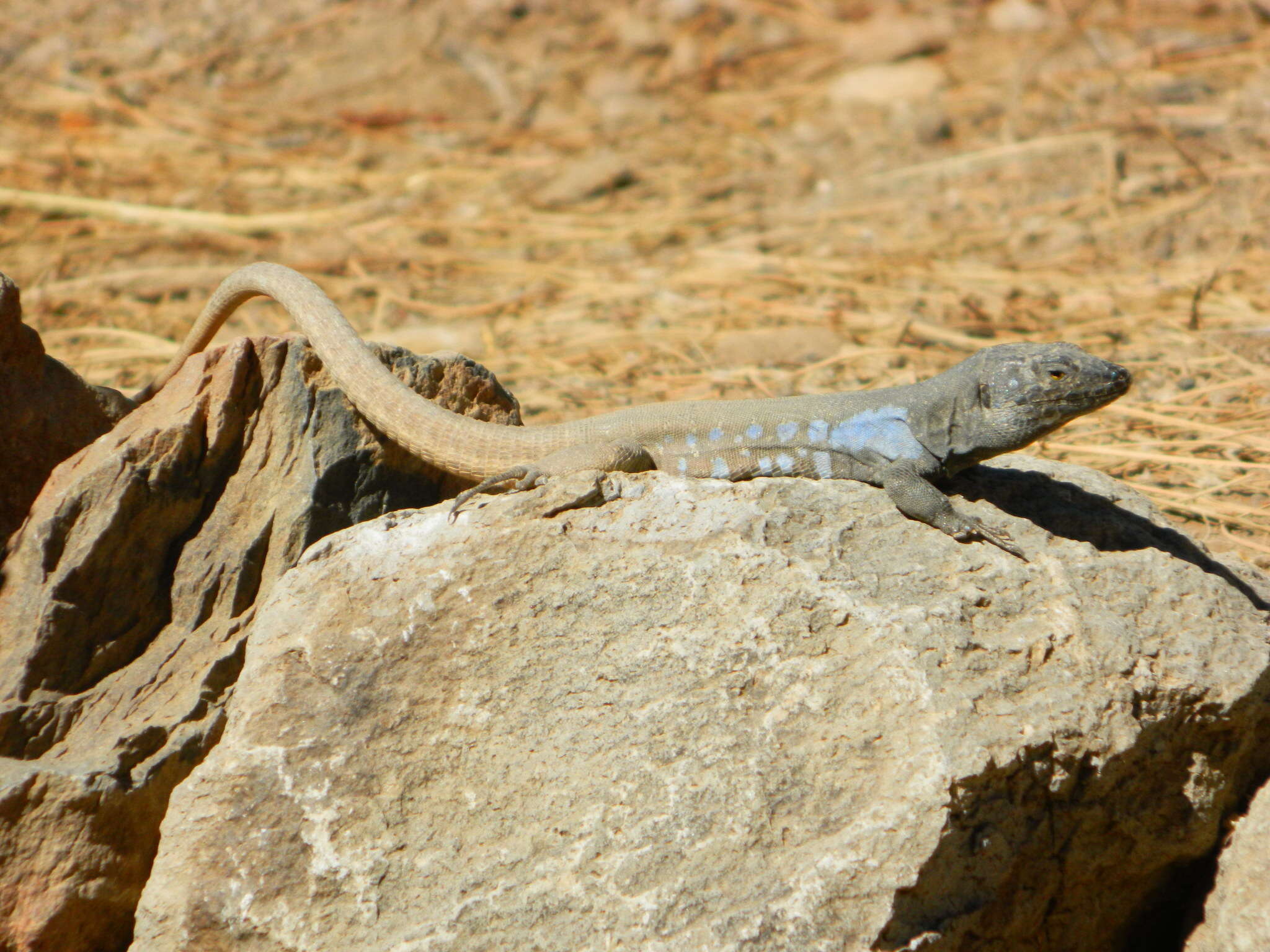 Image of Tenerife Lizard