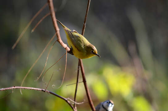 Imagem de Zosterops luteus Gould 1843