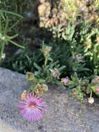 Image of Delosperma cooperi (Hook. fil.) L. Bol.