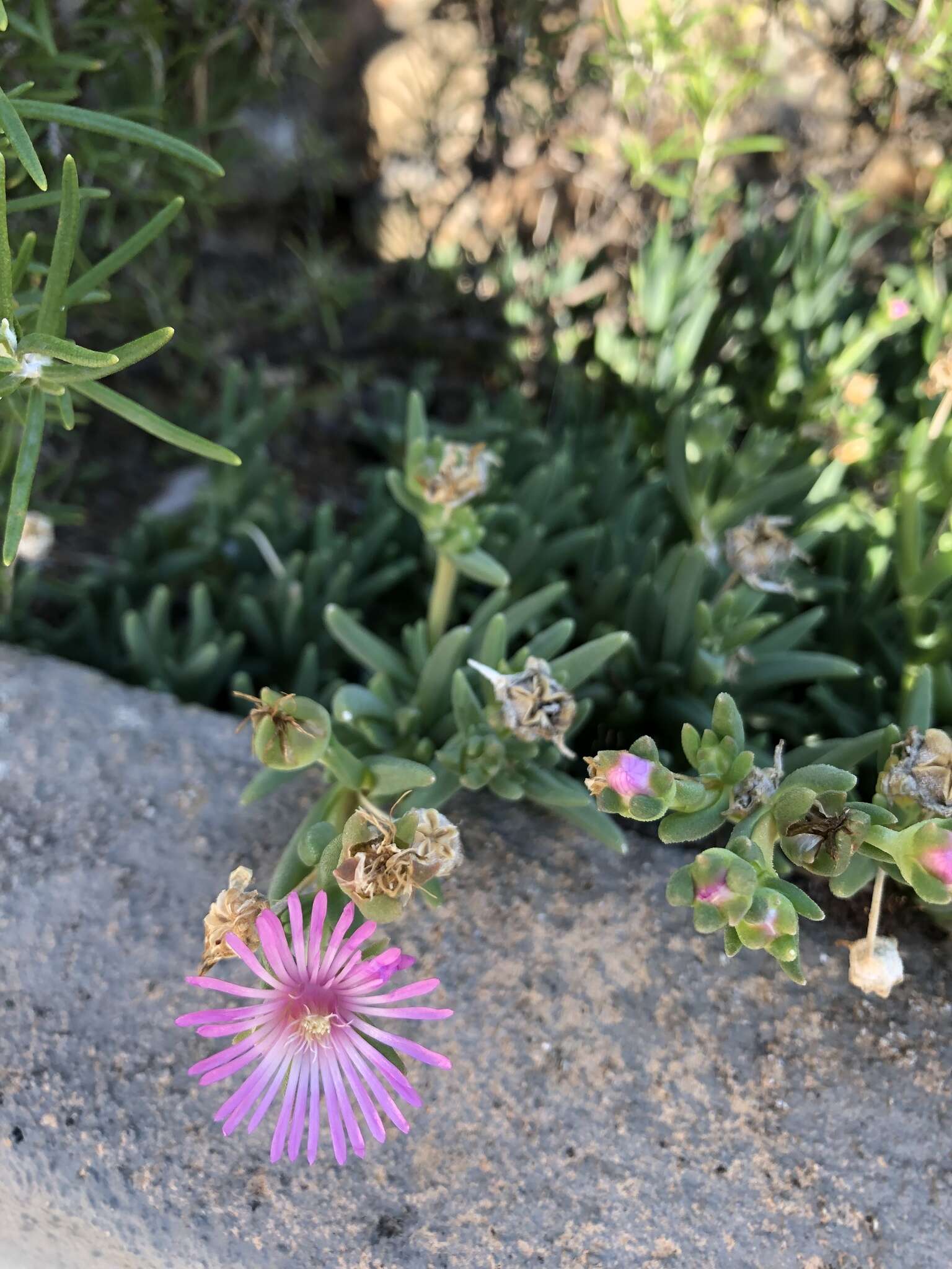 Imagem de Delosperma cooperi (Hook. fil.) L. Bol.