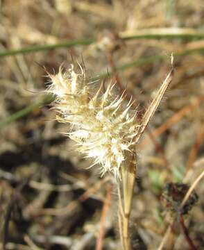 Sivun Tribolium echinatum (Thunb.) Renvoize kuva