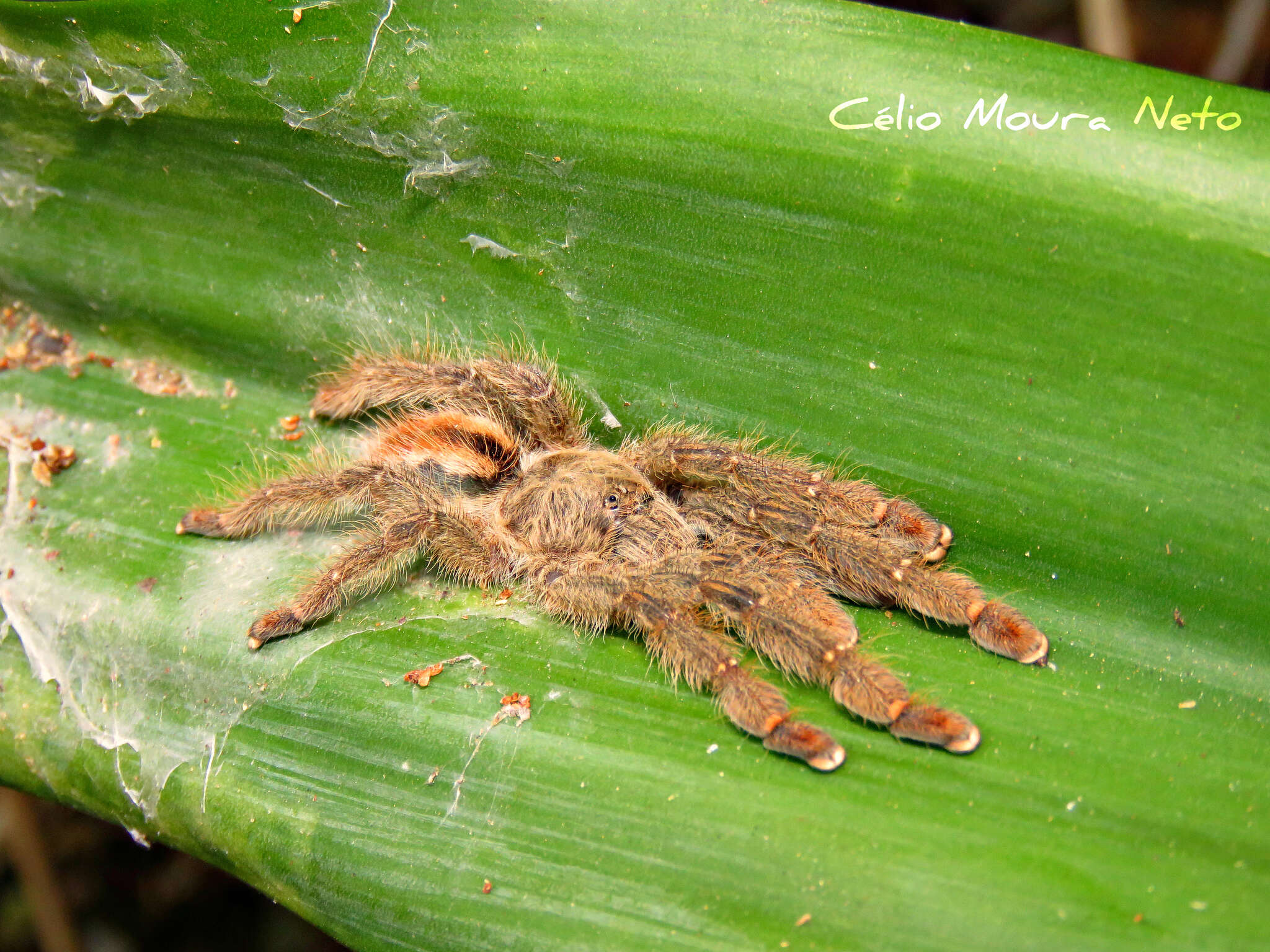 Image of Amazon Ribbed Spider