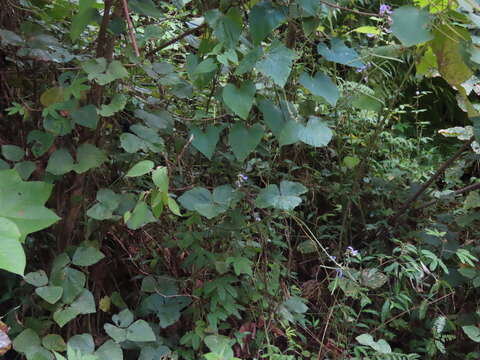 Image of tropical kudzu