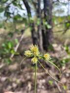 Sivun Cyperus decurvatus (C. B. Clarke) C. Archer & Goetgh. kuva