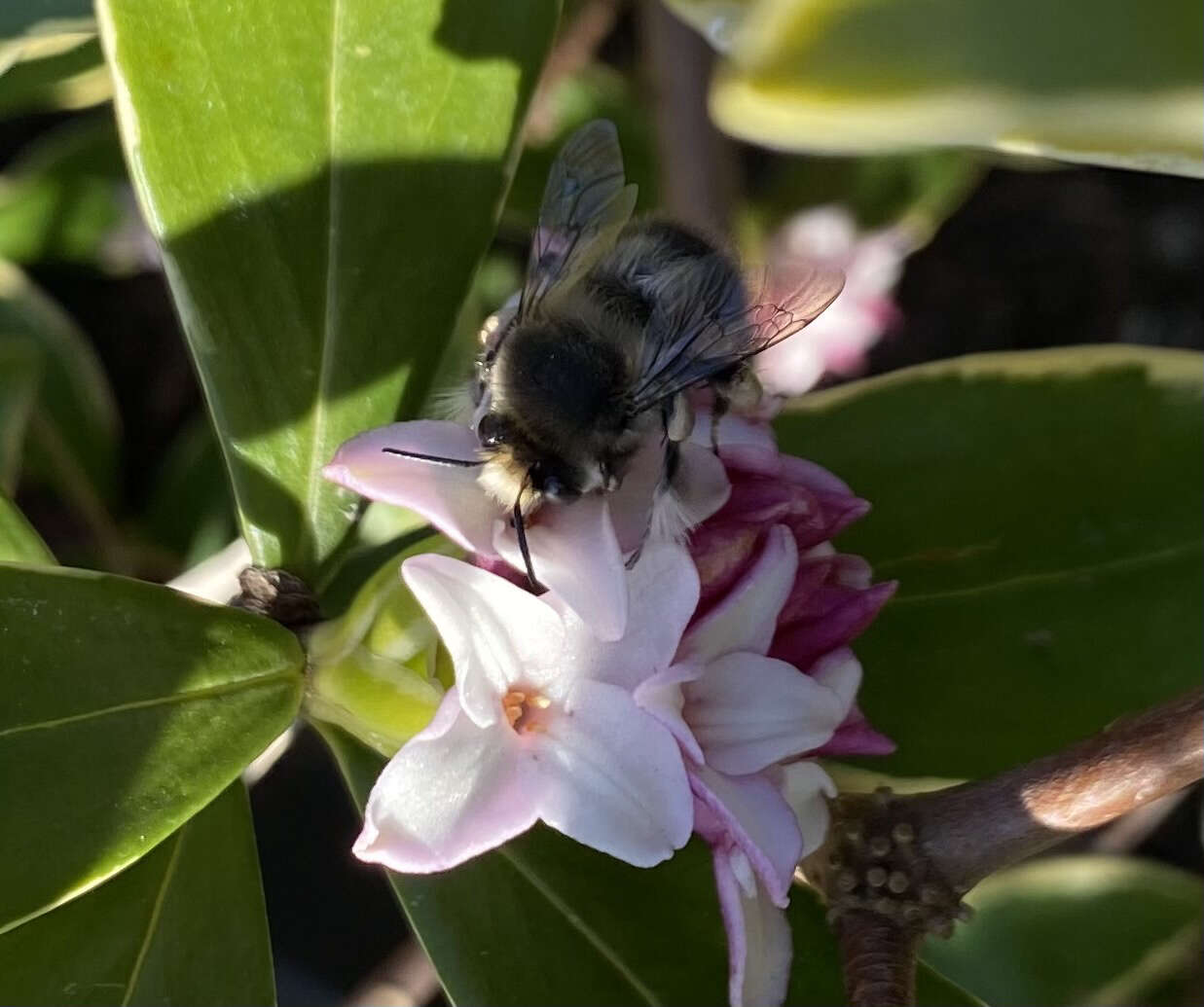 Image of Anthophora pacifica Cresson 1879