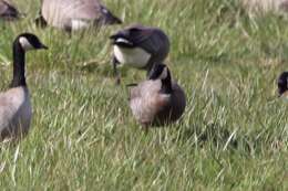 Image of Branta hutchinsii minima Ridgway 1885