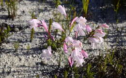 Image of Gladiolus brevifolius Jacq.