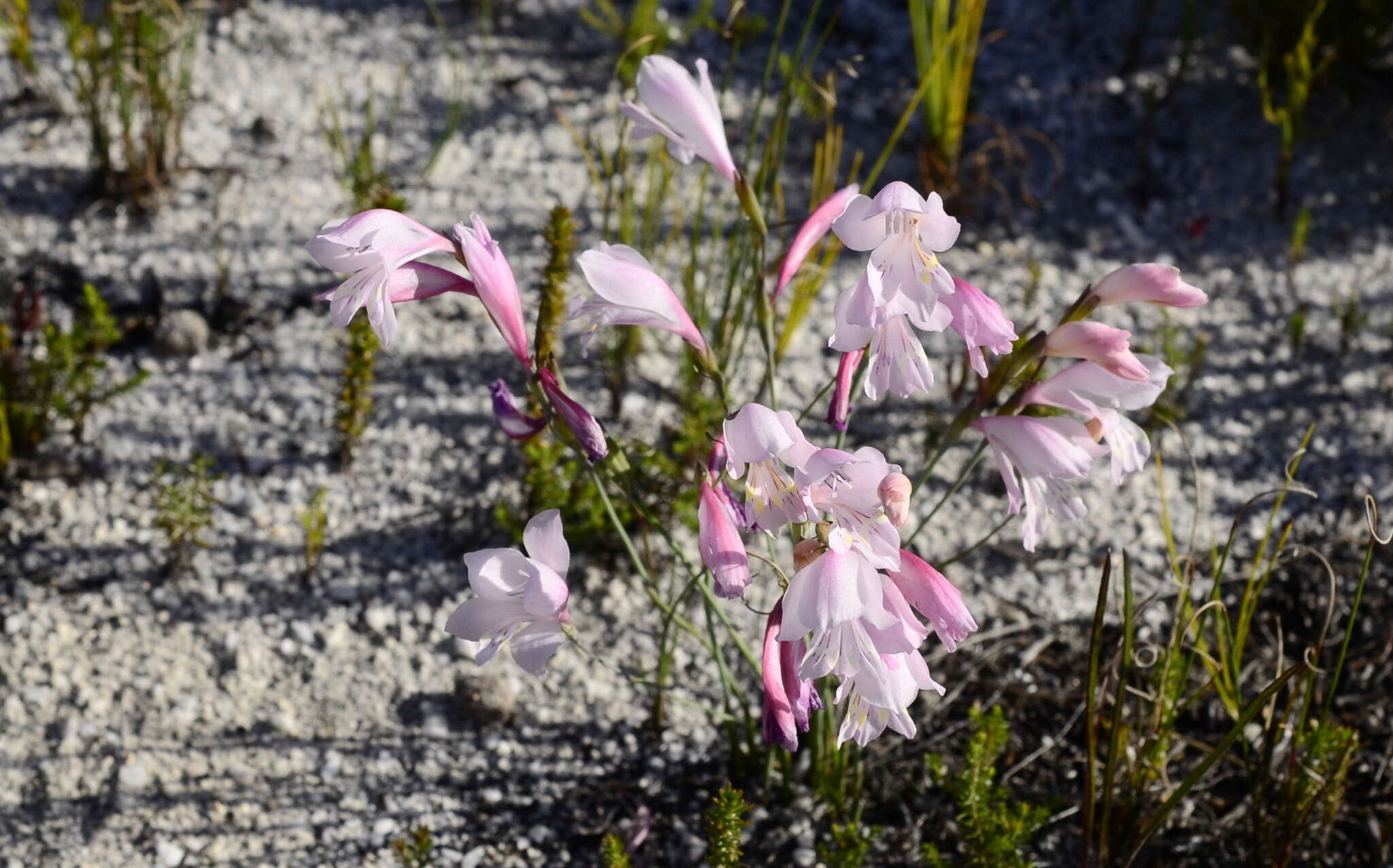 Image of Gladiolus brevifolius Jacq.