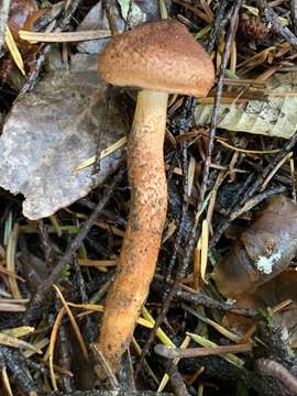 Image of Tricholoma aurantio-olivaceum A. H. Sm. 1944